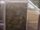 greenhosue%20of%20weed.jpg
