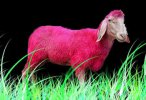 pink_sheep.jpg