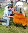 Royal-Manx-Orange-Hill-Shee.jpg