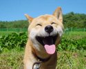 happy_dawg.jpg