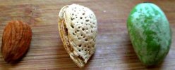 almond.jpg