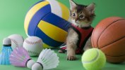 sports_cat.jpg