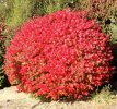 redshrub.jpg